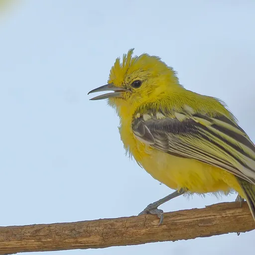 Marshall's Iora (Aegithina nigrolutea)