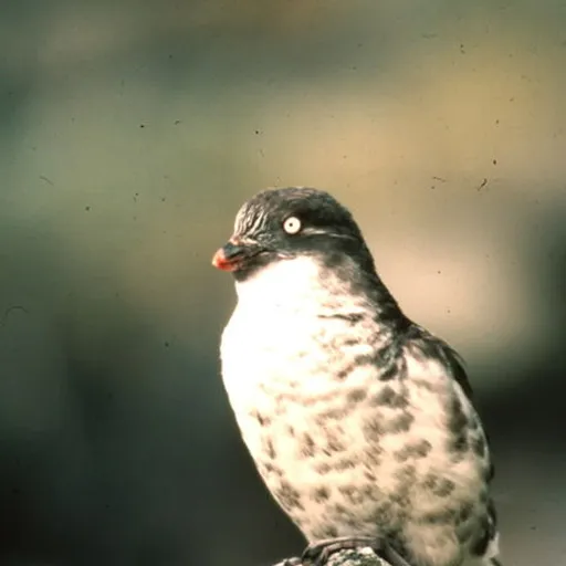 Least Auklet (Aethia pusilla)