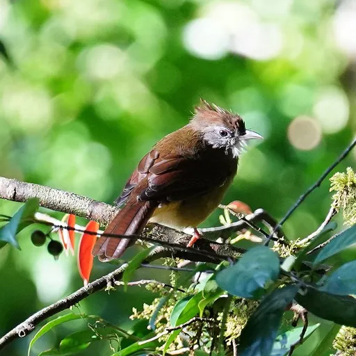 Puff-throated Bulbul (Alophoixus pallidus)