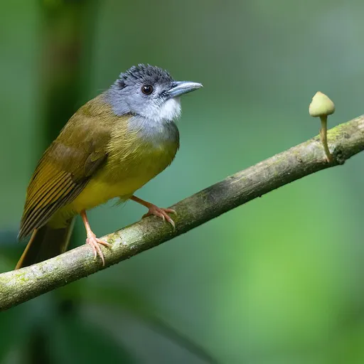 Yellow-bellied Bulbul (Alophoixus phaeocephalus)