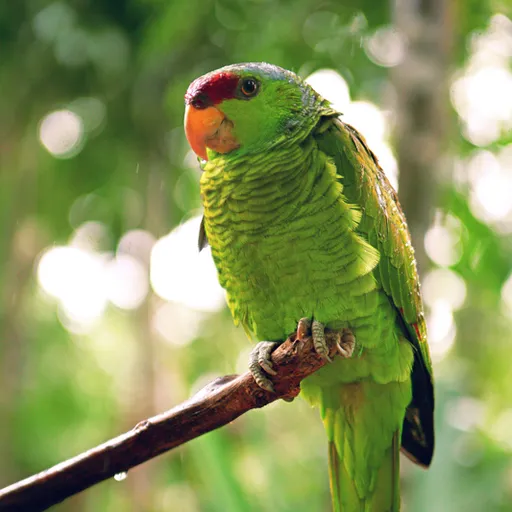 Lilac-crowned Amazon (Amazona finschi)
