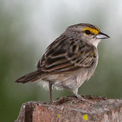 Yellow-browed Sparrow (Ammodramus aurifrons)