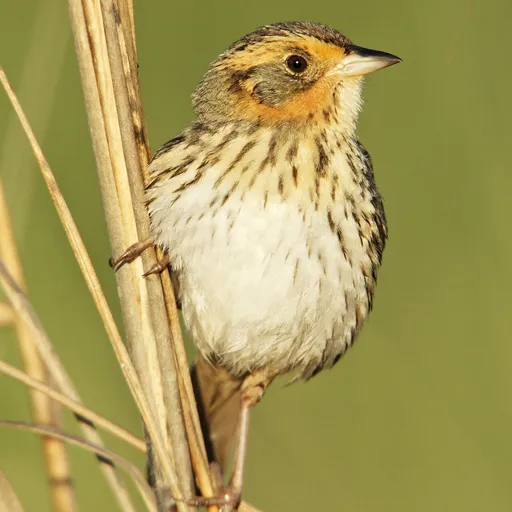 Saltmarsh Sparrow (Ammospiza caudacuta)