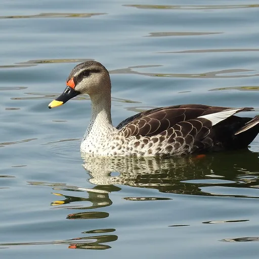 Indian Spot-billed Duck (Anas poecilorhyncha)