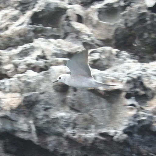 Anous ceruleus (Anous ceruleus)