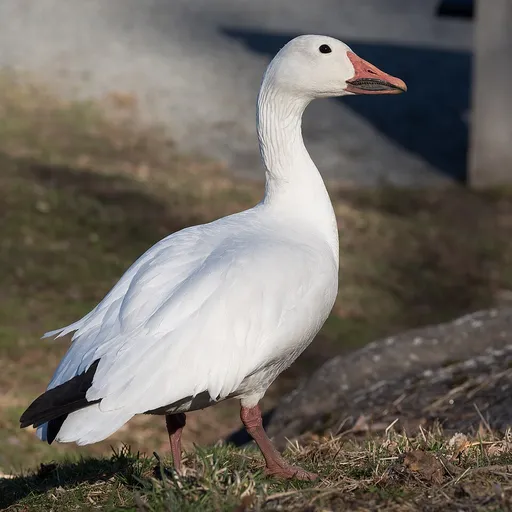 Snow Goose (Anser caerulescens)
