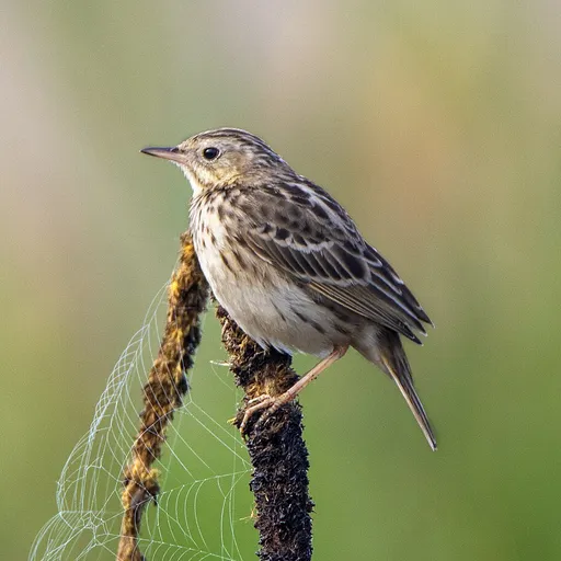 Peruvian Pipit (Anthus peruvianus)