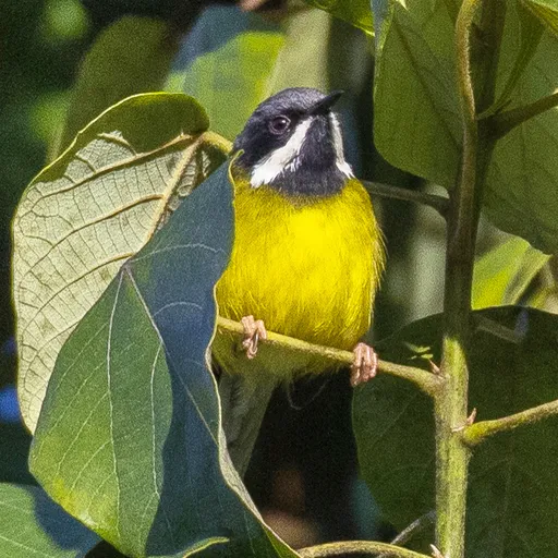 Black-throated Apalis (Apalis jacksoni)