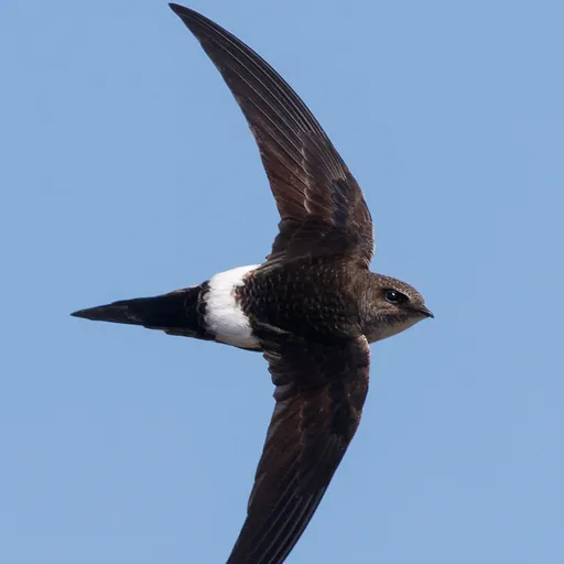Pacific Swift (Apus pacificus)