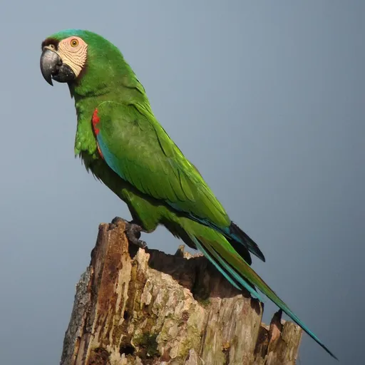 Chestnut-fronted Macaw (Ara severus)