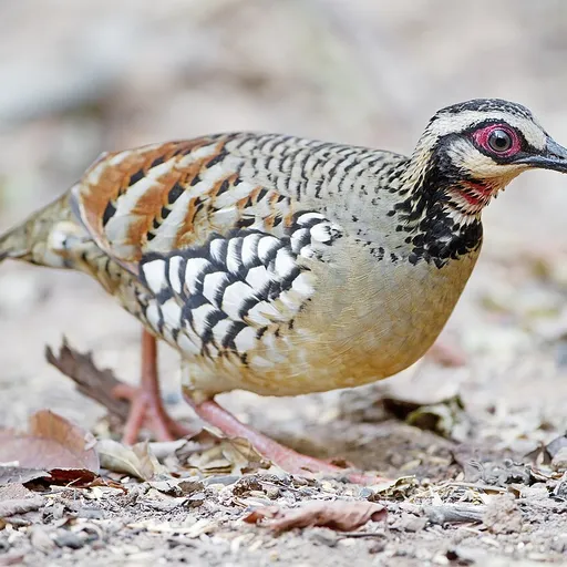 Bar-backed Partridge (Arborophila brunneopectus)