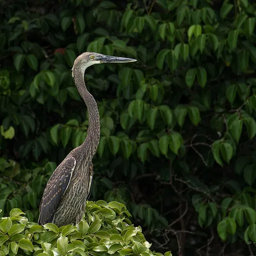 Great-billed Heron (Ardea sumatrana)