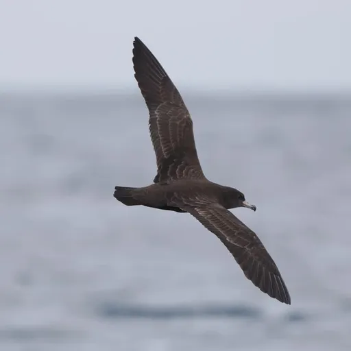 Flesh-footed Shearwater (Ardenna carneipes)