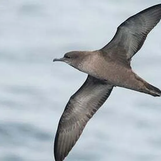 Short-tailed Shearwater (Ardenna tenuirostris)