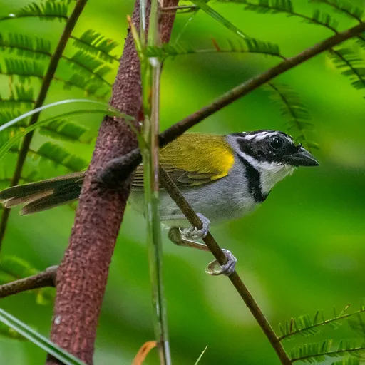 Pectoral Sparrow (Arremon taciturnus)