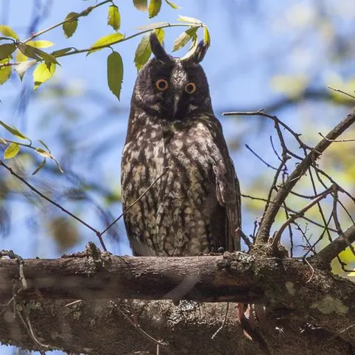 Stygian Owl (Asio stygius)