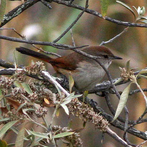Rusty-vented Canastero (Asthenes dorbignyi)