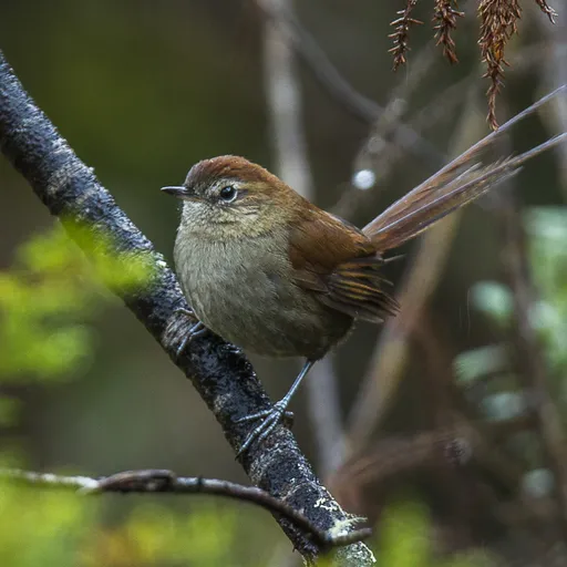 White-chinned Thistletail (Asthenes fuliginosa)
