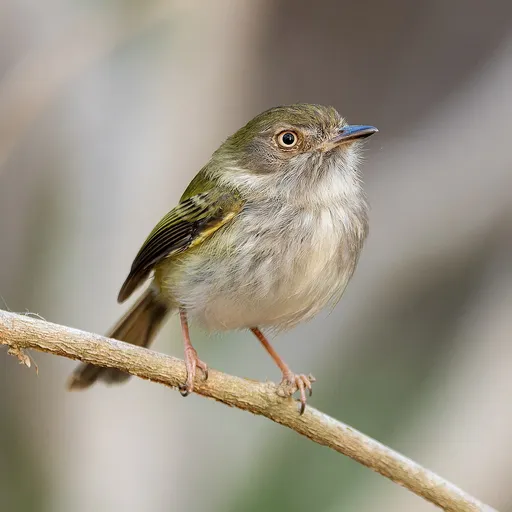 Pale-eyed Pygmy Tyrant (Atalotriccus pilaris)