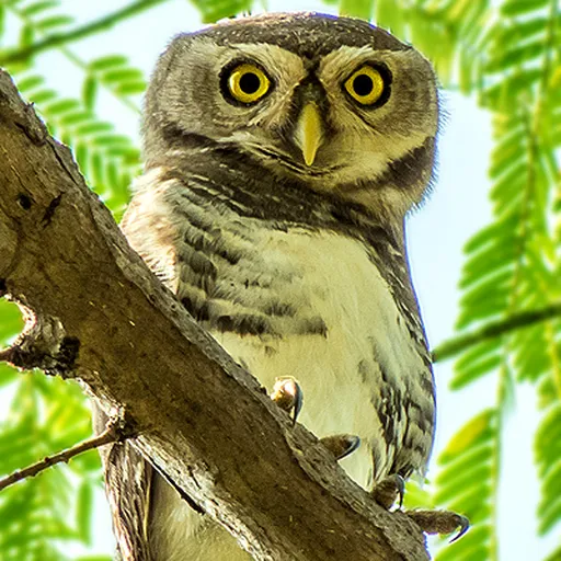 Forest Owlet (Athene blewitti)