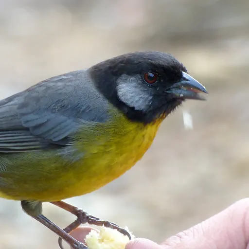 Santa Marta Brushfinch (Atlapetes melanocephalus)