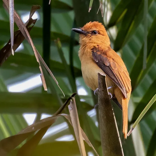 Cinnamon Attila (Attila cinnamomeus)