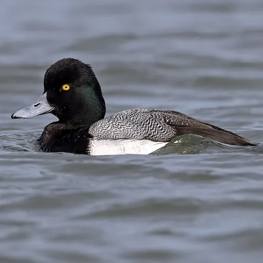 Lesser Scaup (Aythya affinis)