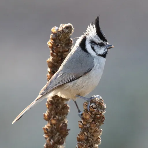 Bridled Titmouse (Baeolophus wollweberi)