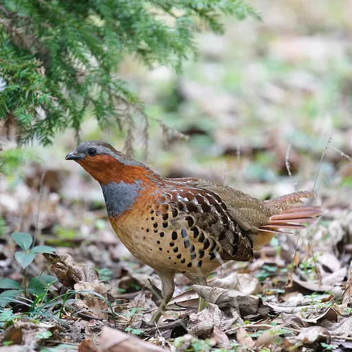 Chinese Bamboo Partridge (Bambusicola thoracicus)