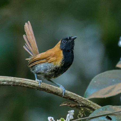 Black-faced Rufous Warbler (Bathmocercus rufus)