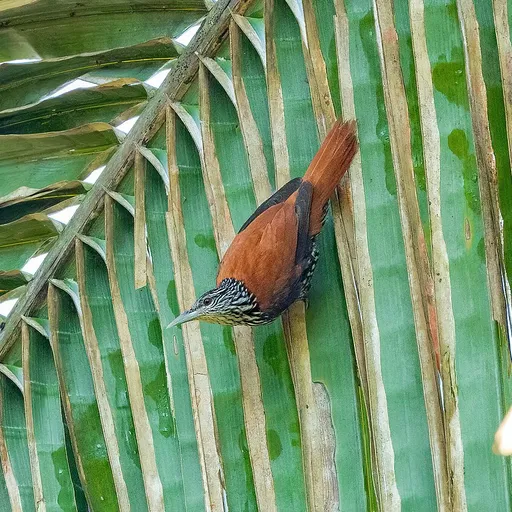 Point-tailed Palmcreeper (Berlepschia rikeri)