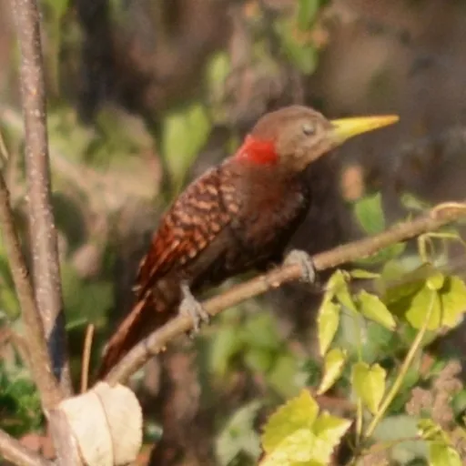 Bay Woodpecker (Blythipicus pyrrhotis)