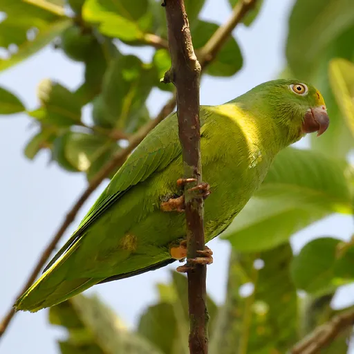 Tui Parakeet (Brotogeris sanctithomae)