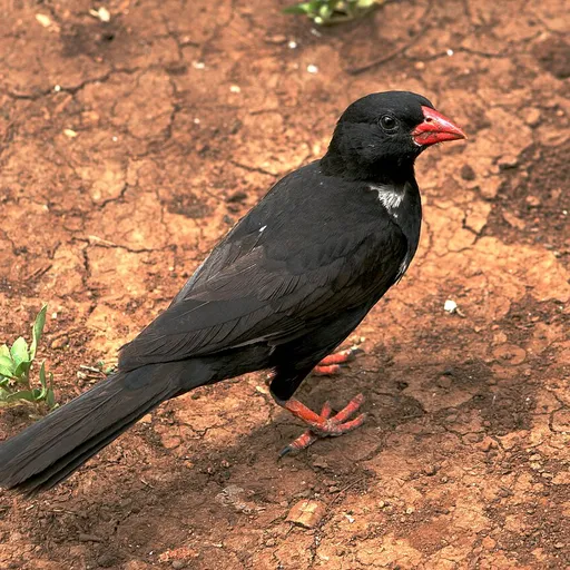 Red-billed Buffalo Weaver (Bubalornis niger)