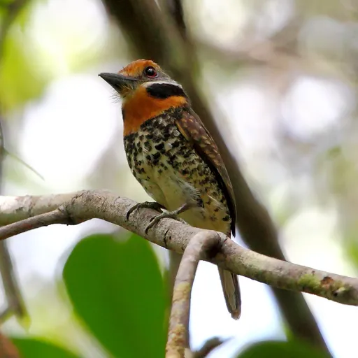 Spotted Puffbird (Bucco tamatia)