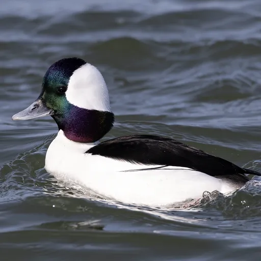Bufflehead (Bucephala albeola)