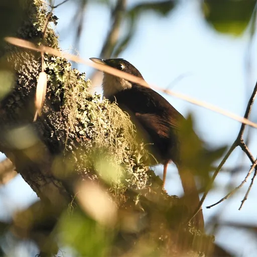 Western Chat-Tanager (Calyptophilus tertius)