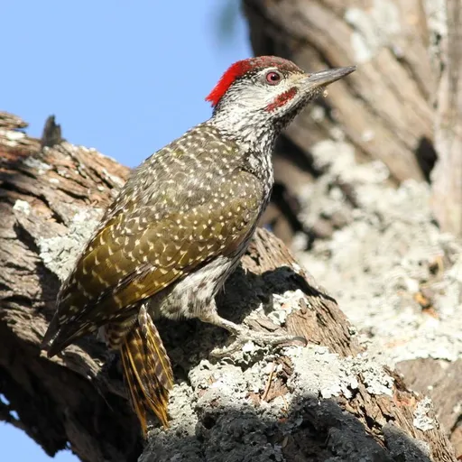 Golden-tailed Woodpecker (Campethera abingoni)