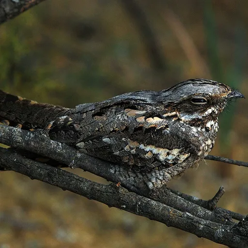 European Nightjar (Caprimulgus europaeus)