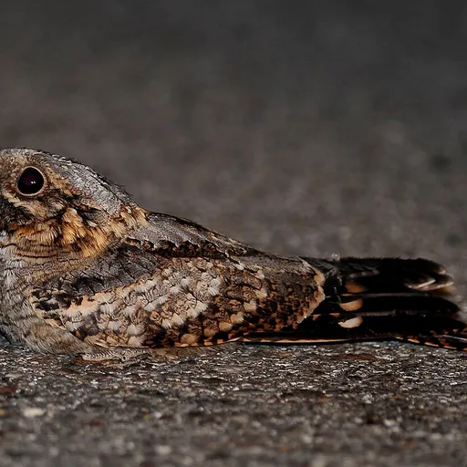 Red-necked Nightjar (Caprimulgus ruficollis)