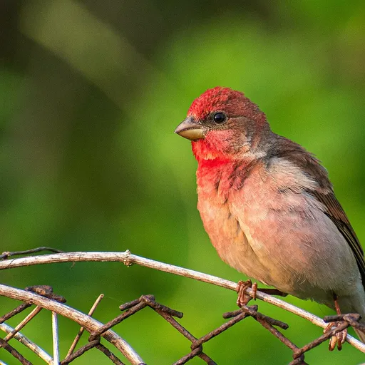 Common Rosefinch (Carpodacus erythrinus)