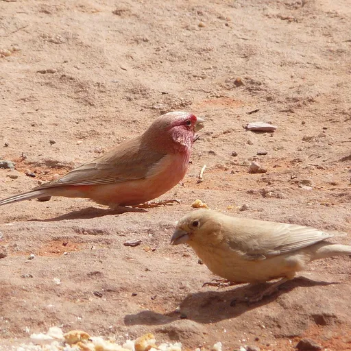 Sinai Rosefinch (Carpodacus synoicus)