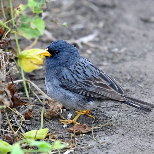 Band-tailed Seedeater (Catamenia analis)