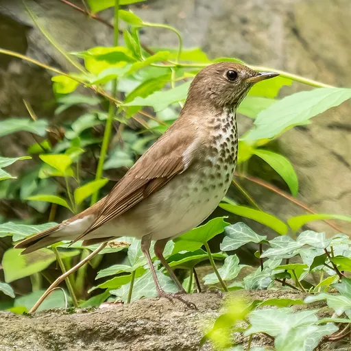 Grey-cheeked Thrush (Catharus minimus)