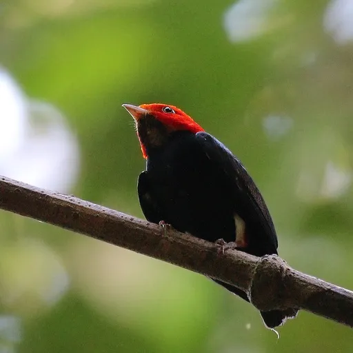 Red-headed Manakin (Ceratopipra rubrocapilla)