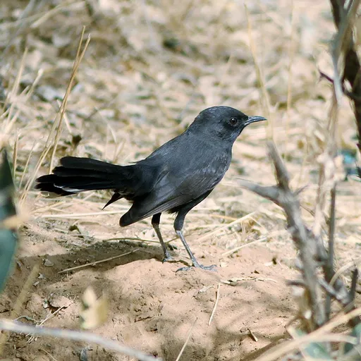 Black Scrub Robin (Cercotrichas podobe)