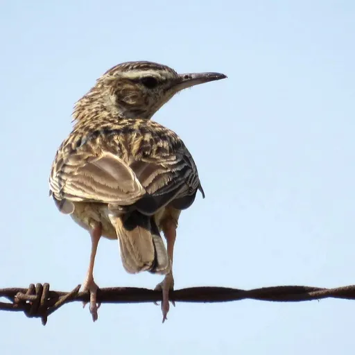 Short-clawed Lark (Certhilauda chuana)