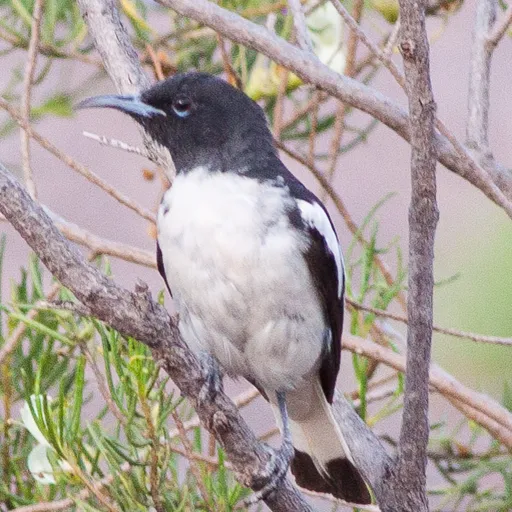 Pied Honeyeater (Certhionyx variegatus)