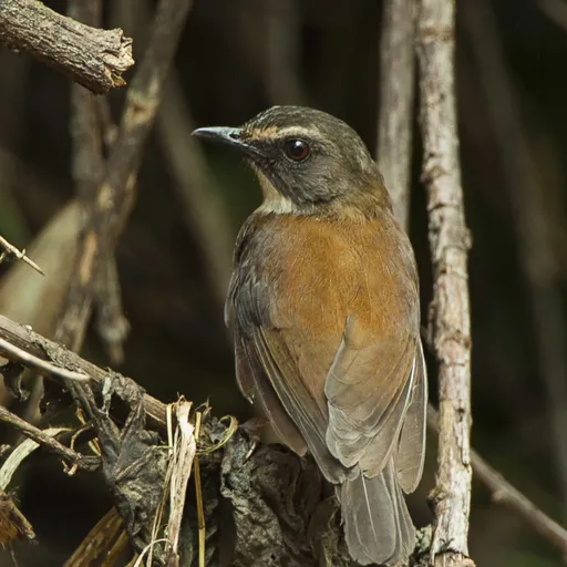 Brown-chested Alethe (Chamaetylas poliocephala)