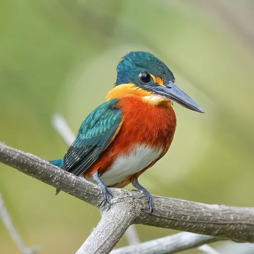 American Pygmy Kingfisher (Chloroceryle aenea)